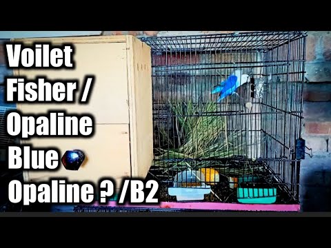 1.0 Voilet Fisher x 0.1 Blue Opaline ?/B2 | My Lovebirds Pairing Voilet Fisher x Blue Opaline? / B2.