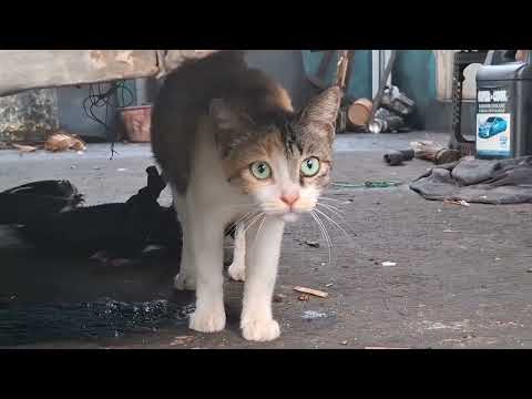 Pengadaan Kepadatang Populasi Kucing di Pemukiman Ciremai ujung - Zaki Abdul Hadi (J0413241108)