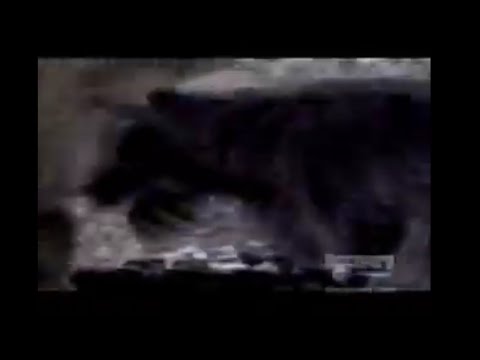 Animal Face Off Cougar vs Gray Wolf