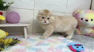 スコティッシュフォールドの動画01