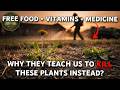 The FREE Food Vitamins And Medicine Growing In Your Backyard FULL DOCUMENTARY