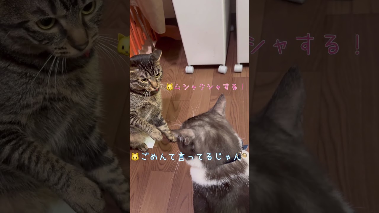 おてんちゃんｖｓちゅうたの可愛い争い【猫のちゅうたと妹分のおてんちゃん】#cat #猫 #保護猫 #shorts