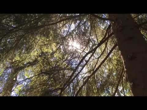 BREDÅKRA KYRKOGÅRD - 200522 - Kallinge - Ronneby - BLEKINGE - iPhone SE