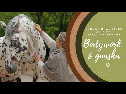 Bodywork & Guasha Therapy with my stallion Nevada/ Human & Horse Academy