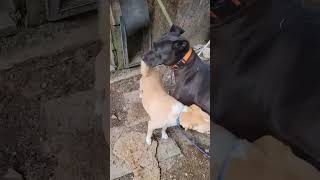 Video preview image #1 Mutt Puppy For Sale in Crystal, MN, USA