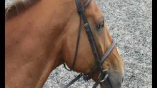 Breathe Me - S.I.A: Newish horse riding video :)