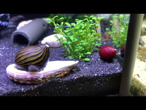 Meine neuen Zwerggarnelen und Rennschnecken