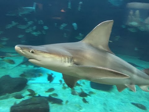 須磨海浜水族園：Sandbar shark（ヤジブカ）