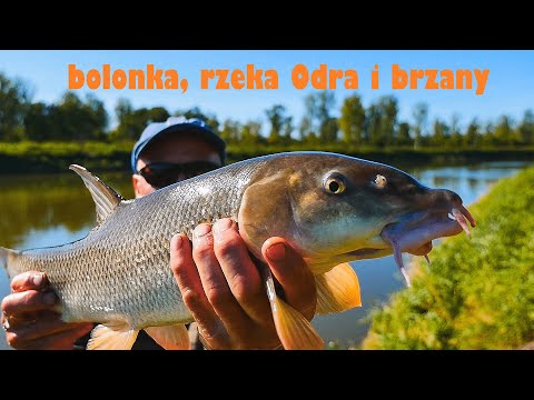 Bolognese in a headband. New baiting strategy and tactics for barbel. Part 9. Barbel.