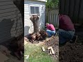Removing a cherry tree stump's roots to the classic Rocky tune