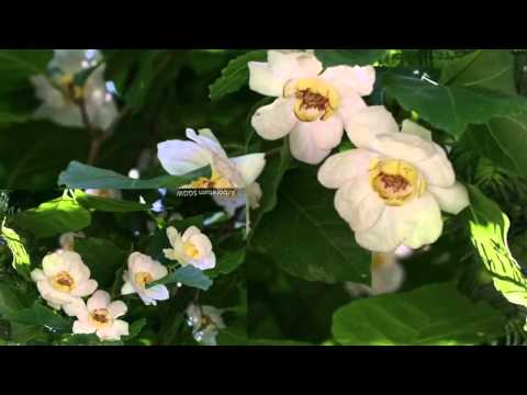 Łucja Prus WALC SZCZĘŚCIE