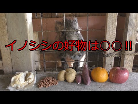 イノシシは何を食べるの?