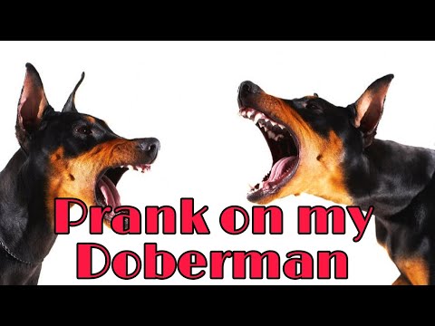 Prank on my Doberman dog|Fake dog sound|Funny movements|Rare sight|