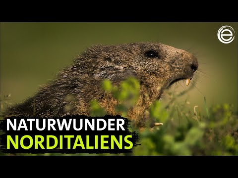 Wildes Italien ‒ Von den Alpen zur Toskana (Teil 1) | Erlebnis Erde