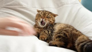 배 만지면 성질내는 고양이 루루