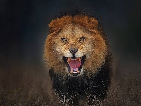 Lion The King of the Jungle   Super Killing Machines Wildlife   National Geographic Documentary