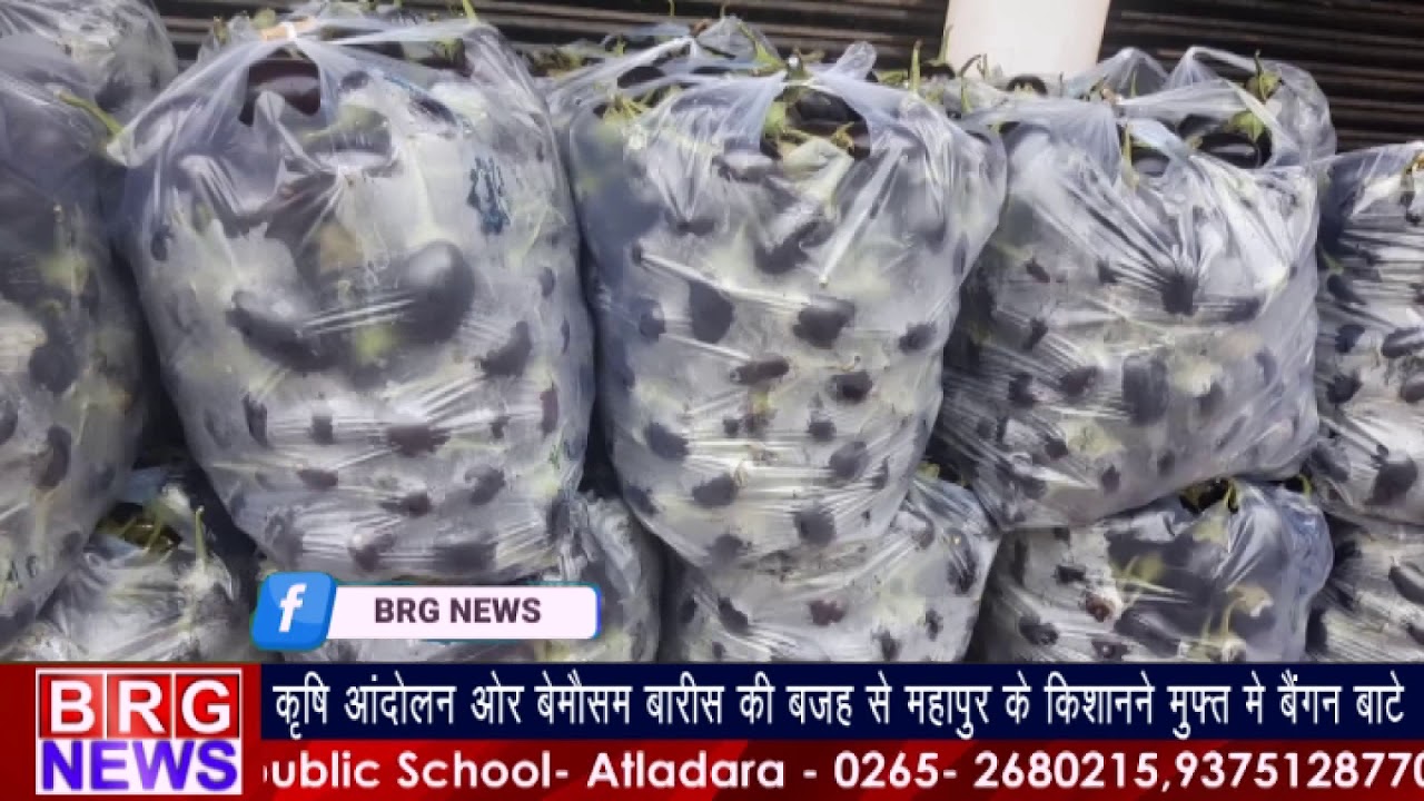 Farmer Protest और Unseasonal rain बजह से महापुरा के farmer ने free में बैगन बाटे | BRG NEWS