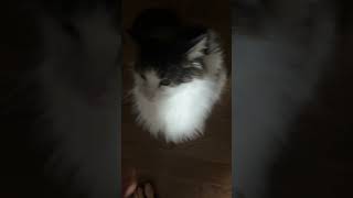 猫部屋でリラックス中だった猫【ノル猫ミロシー】 #shorts