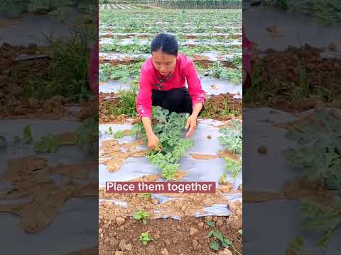 Techniques To Grow Beautiful Watermelon #satisfying #shot