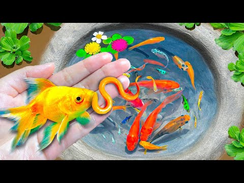 Golden Carp Swallows Eels In Eggs Refuse To Understand, Koi Fish, Ranchu Fish, Color Fish, Guppies