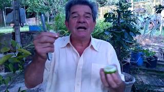 Limão para alta gastronomia.