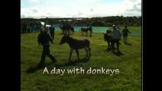 A Day with Donkeys