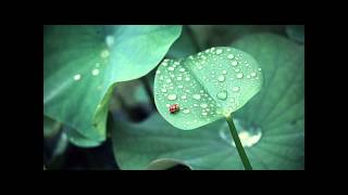 Korpiklaani - With Trees FULL HD