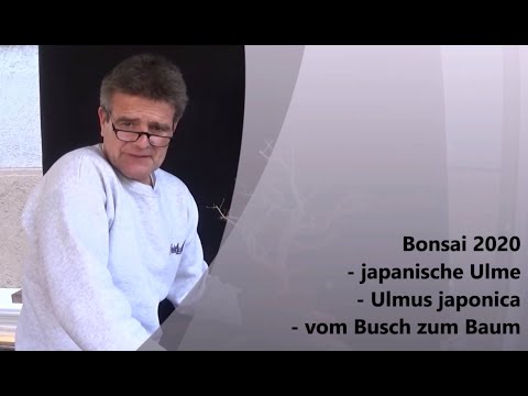 Bonsai 2020-40 - Ulme - Ulmus japonica - vom Busch zum Baum