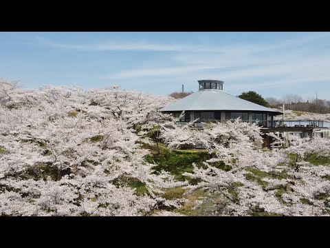【桜view360度】春の加護坊山｜2022