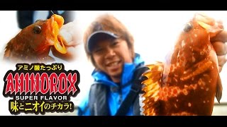 “AMINOROX ワームシリーズ” で キジハタ攻略 / 吉岡進