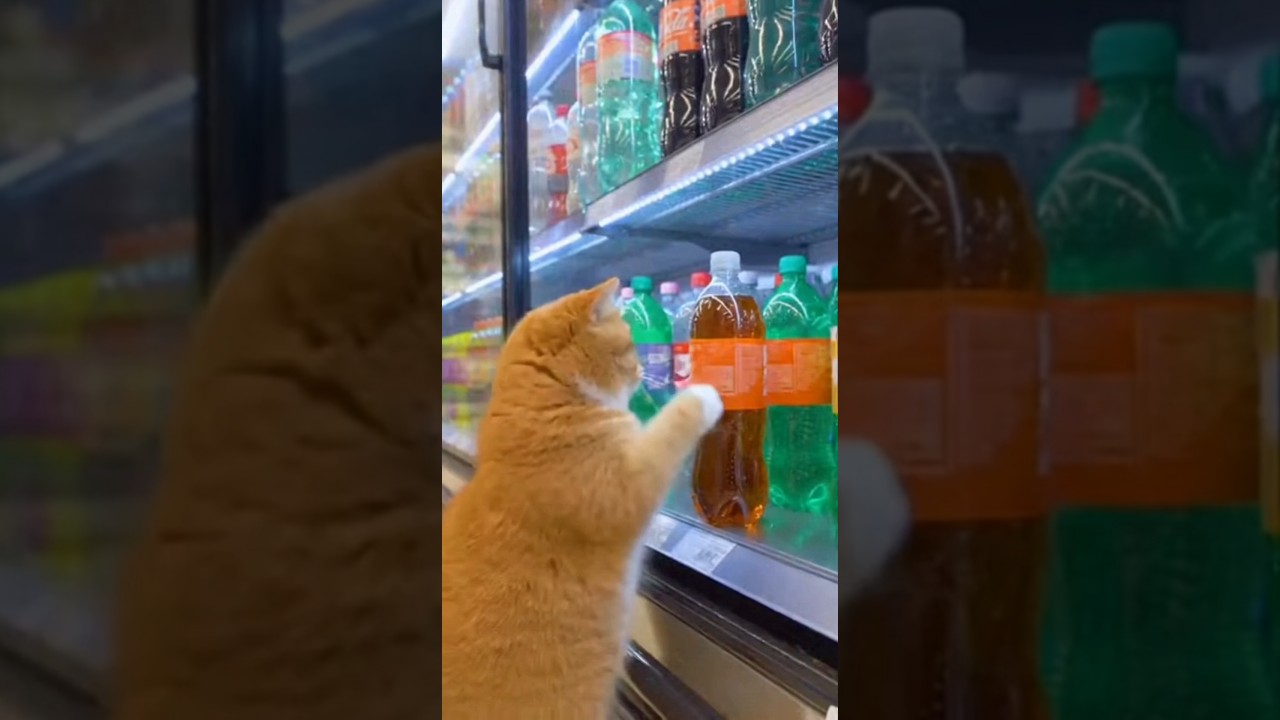 猫、炭酸で立ち止まる#猫 #猫コメディ #実写風猫 #二足歩行猫#スーパー #飲み物 #日常あるある#ショート動画 #癒し