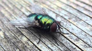GREEN BOTTLE FLY CLOSE UP (PART 2 OF 2)