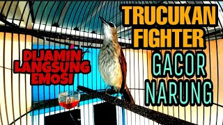 Download lagu Pancingan Trucukan Fighter Gacor Narung Dijamin Pasti Langsung Respon Emosi Panas Ngamuk Trucukmu mp3 Download lagu Pancingan Trucukan Fighter Gacor Narung Dijamin Pasti Langsung Respon Emosi Panas Ngamuk Trucukmu mp3