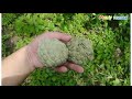 GALA MUNA SA SMALL HACIENDA  BANANA AND SUGAR APPLE(ATIS)