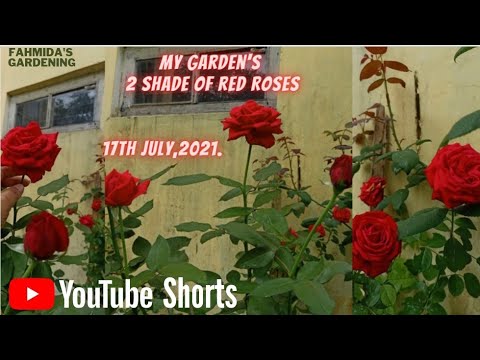 My Garden's 2 Shade of Red Roses has Beautifully Bloomed Fahmida's Gardening#Shorts||