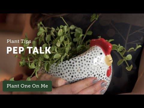 My Peperomia Collection — Ep 097