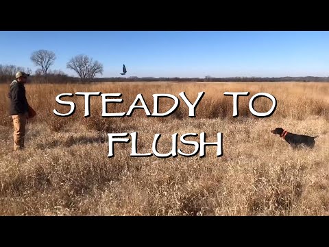 Steady To Flush - Gun Dog Training Quick Tip
