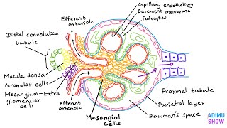 Renal Anatomy : The Glomerulus