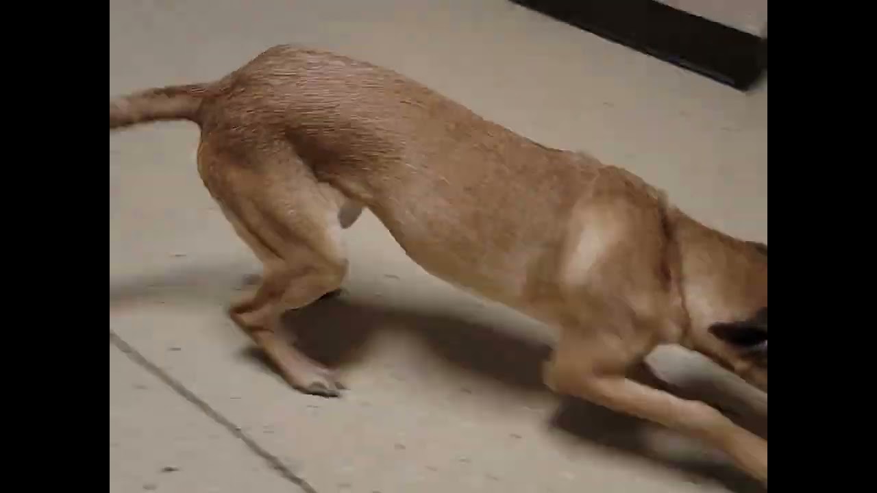 Enlarge Remi, a Adopted Smooth Fox Terrier in Mount Sterling, KY video 2/6