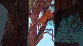 Lioness will do anything for her cubs
