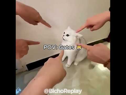 POV: GATOS 😺😹 | Parte 15