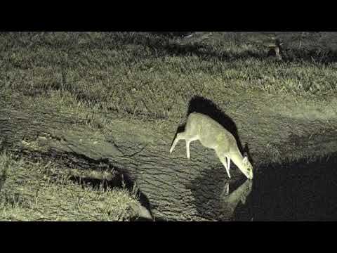 Djuma: Duiker getting a drink - 02:03 - 10/01/18