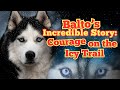 The Dramatic Story Of Balto A Sled Dog S Heroic Journey