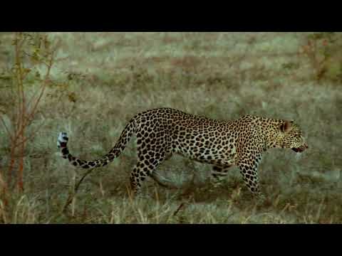 Wild Assassins | Trailer (2022)