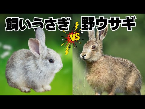 ウサギとウサギの違い