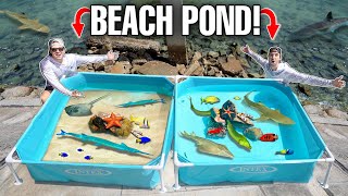 TIDE POOL SALTWATER POND Challenge With SEA CREATURES Found In BEACH ROCKS!