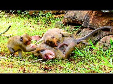 Omg! DyDy, Kari, Jack Fighting Popeye and Polly, Finally Kari Steals Polly From Popeye!