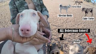 *MUST WATCH* Extremely Rare Dogs Inside Dog Park! (White Doberman, Cane Corso ect)