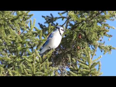 Blue jay call