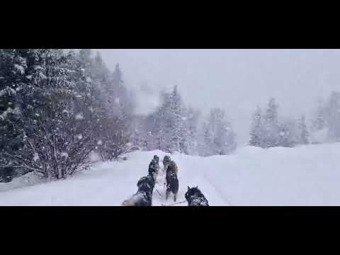 Husky Sledding in Transylvania !